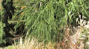 Attēlu rezultāti vaicājumam “Picea abies fo. virgata”