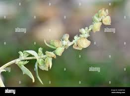 Attēlu rezultāti vaicājumam “Atriplex littoralis fruit”