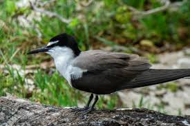 Image result for Onychoprion fuscatus