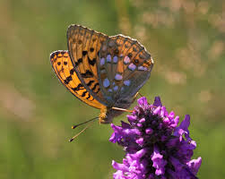 Attēlu rezultāti vaicājumam “Argynnis laodice male”