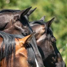 Afbeeldingsresultaat voor paarden