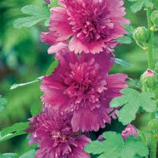 Image result for Alcea rosea