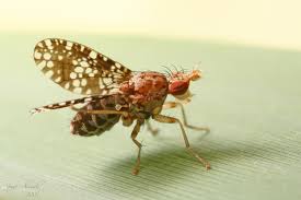 Attēlu rezultāti vaicājumam “Trypetoptera punctulata”