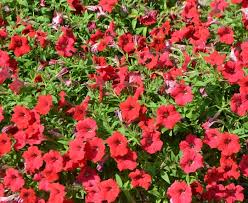 Image result for Petunia hybrida