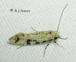 Attēlu rezultāti vaicājumam “Nematopogon sp.”