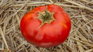 Afbeeldingsresultaat voor 1884 purple tomato