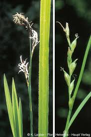 Attēlu rezultāti vaicājumam “Carex pilosa flower”