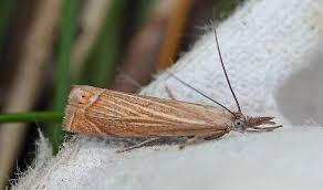 Attēlu rezultāti vaicājumam “Chrysoteuchia culmella”