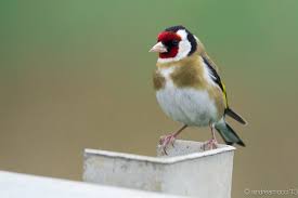 Attēlu rezultāti vaicājumam “Carduelis carduelis”