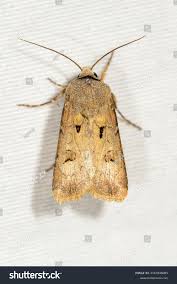 Attēlu rezultāti vaicājumam “Agrotis exclamationis”