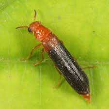 Attēlu rezultāti vaicājumam “Lymexylidae”