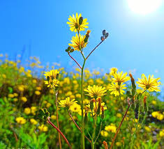 Attēlu rezultāti vaicājumam “Crepis tectorum flower”