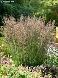 Attēlu rezultāti vaicājumam “Molinia caerulea flower”