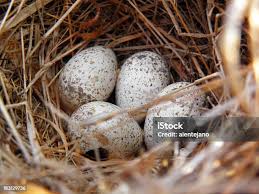 Attēlu rezultāti vaicājumam “Gallinago gallinago eggs”