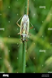 Attēlu rezultāti vaicājumam “Stenotus binotatus male”
