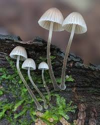 Attēlu rezultāti vaicājumam “Mycena amicta”