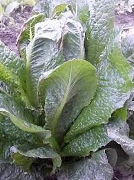 Image result for Römischer Salat