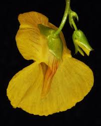 Attēlu rezultāti vaicājumam “Utricularia intermedia leaf”