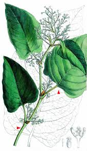 Attēlu rezultāti vaicājumam “Reynoutria sachalinensis leaf”