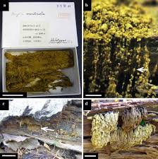 Attēlu rezultāti vaicājumam “Arcyria imperialis stalked”