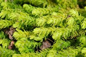 Attēlu rezultāti vaicājumam “Anomodon viticulosus”