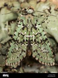 Attēlu rezultāti vaicājumam “Griposia aprilina”