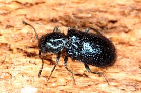 Attēlu rezultāti vaicājumam “Korynetes caeruleus”