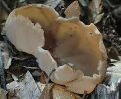 Attēlu rezultāti vaicājumam “Peziza repanda”