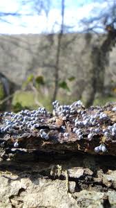 Attēlu rezultāti vaicājumam “Badhamiopsis ainoae sessile”