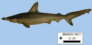 Image result for Sphyrna