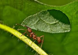 Attēlu rezultāti vaicājumam “Formicidae”
