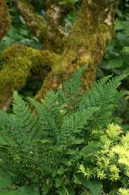 Attēlu rezultāti vaicājumam “Dryopteris dilatata”