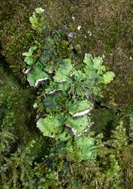 Attēlu rezultāti vaicājumam “Peltigera”