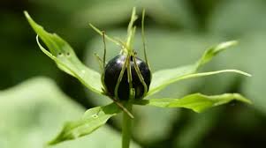 Attēlu rezultāti vaicājumam “Paris quadrifolia bud”