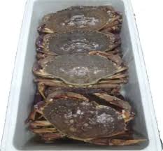 Image result for Cancer irroratus