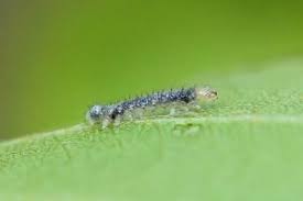 Attēlu rezultāti vaicājumam “Brachionycha nubeculosa”