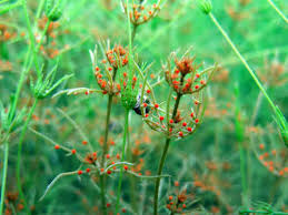 Attēlu rezultāti vaicājumam “Chara hispida”