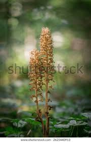 Attēlu rezultāti vaicājumam “Neottia nidus-avis flower”