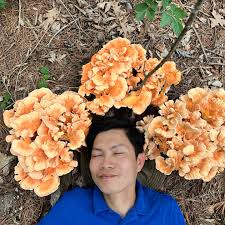 Attēlu rezultāti vaicājumam “Craterium aureum stalked”