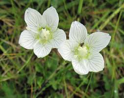 Attēlu rezultāti vaicājumam “Parnassiaceae”