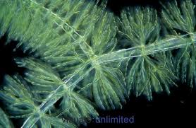 Attēlu rezultāti vaicājumam “Batrachospermum moniliforme”