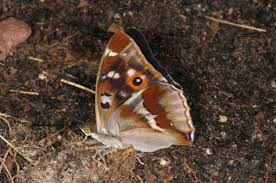 Attēlu rezultāti vaicājumam “Apatura iris male”