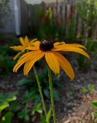 Image result for Rudbeckia fulgida