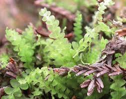 Attēlu rezultāti vaicājumam “Calypogeia neesiana”