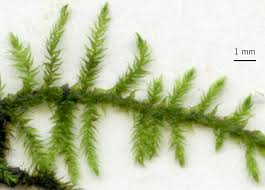 Attēlu rezultāti vaicājumam “Cratoneuron filicinum”