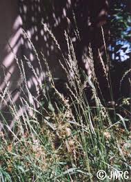 Attēlu rezultāti vaicājumam “Elytrigia repens leaf”