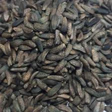 Attēlu rezultāti vaicājumam “Arctium lappa fruit”