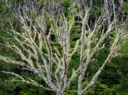 Attēlu rezultāti vaicājumam “Evernia mesomorpha”