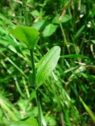 Attēlu rezultāti vaicājumam “Arabis hirsuta”