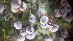 Attēlu rezultāti vaicājumam “Badhamia melanospora”